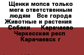 Щенки мопса только мега-ответственным людям - Все города Животные и растения » Собаки   . Карачаево-Черкесская респ.,Карачаевск г.
